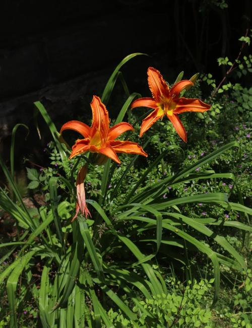 忘忧草视频官网在线观看