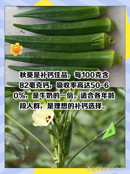 蕾丝榴莲秋葵向日葵丝瓜黄瓜免费