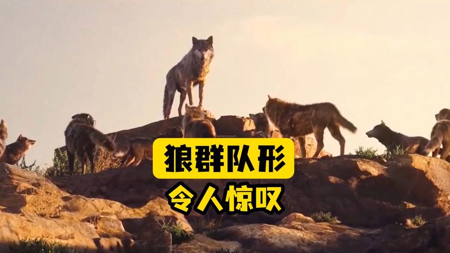 狼群视频在线观看免费播放