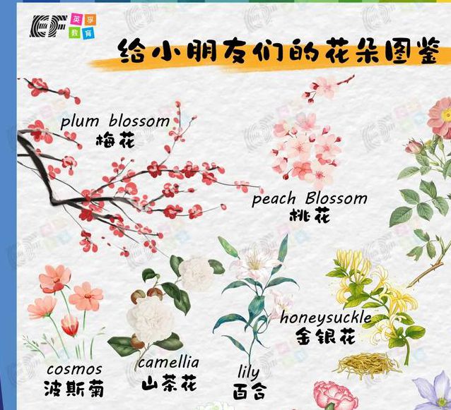 一天看三次花季