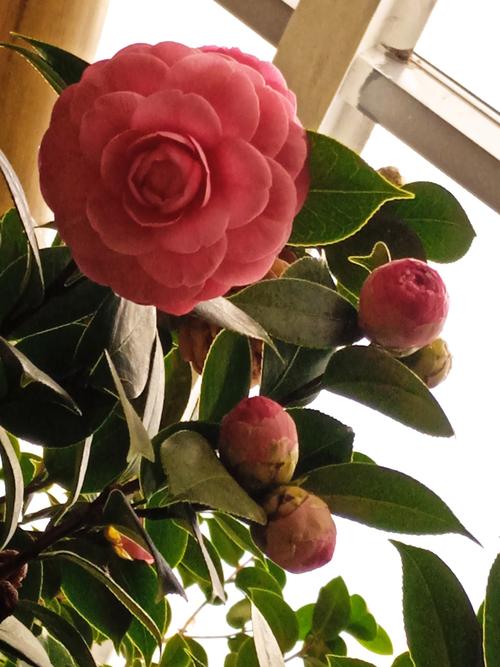 一天看三次花季