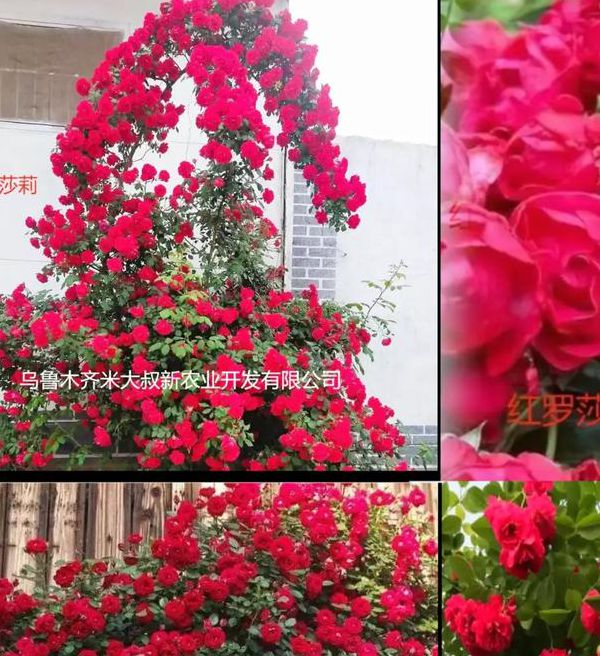 一天看三次花季