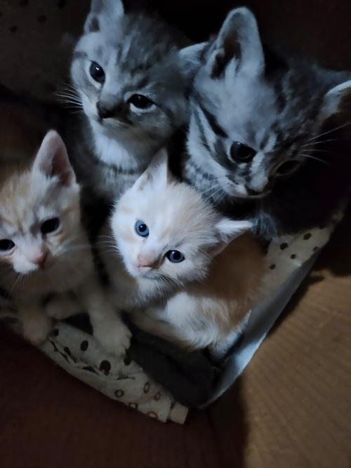 新版猫咪目前的地址