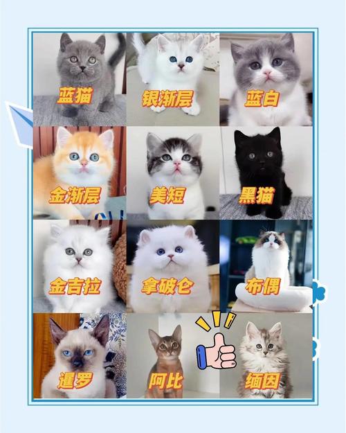 2025哪个大哥有猫咪地址啊vip版