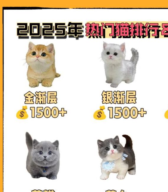 2025哪个大哥有猫咪地址啊vip版