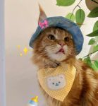 2025哪个大哥有猫咪地址啊vip版