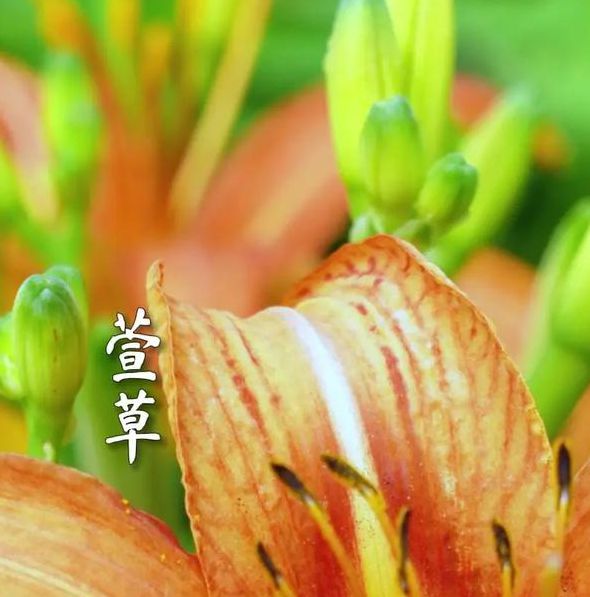 忘忧草正式更名为俏佳人