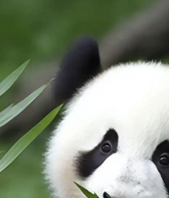 熊猫短视频app下无限看