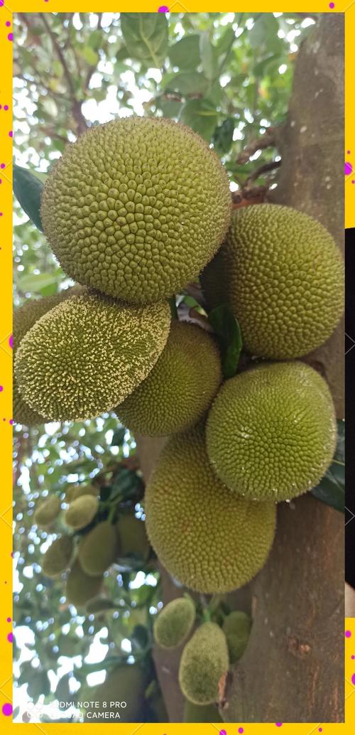 菠萝蜜视频在线观看免费播放高清