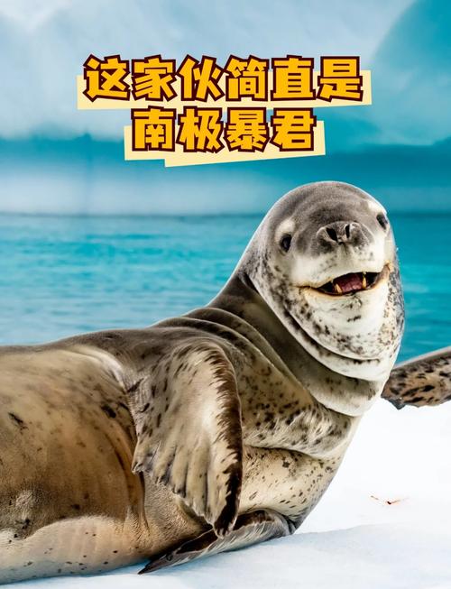 海豹短视频
