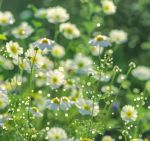 野花社区视频最新资源