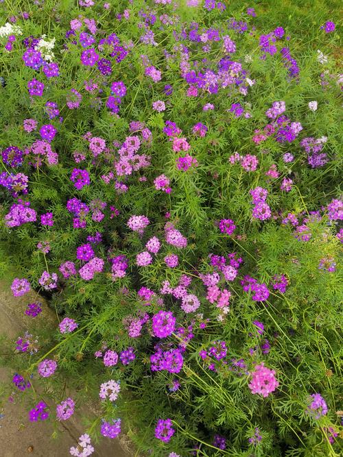 野花社区视频最新资源