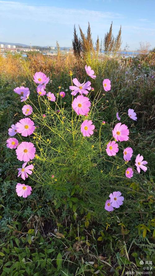 野花社区视频最新资源