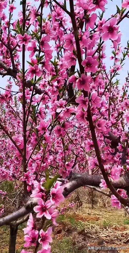 桃花社区免费高清图片