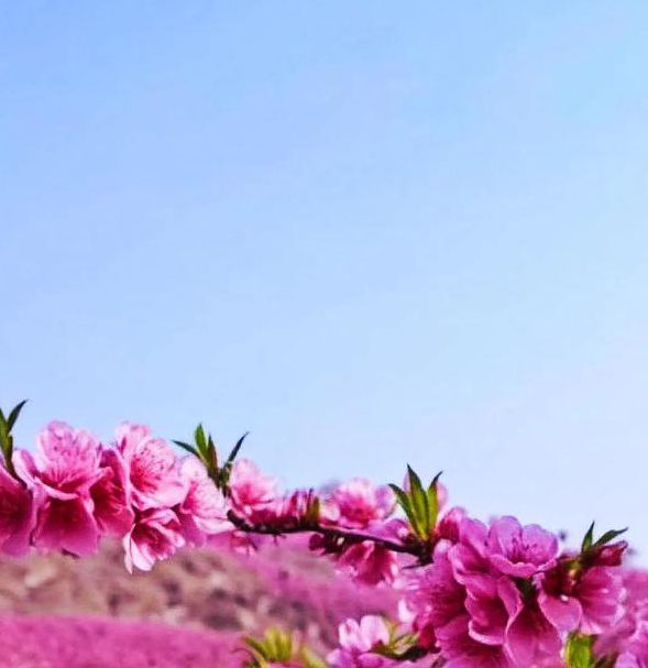 桃花社区免费高清图片