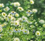 野花视频免费观看高清完整版