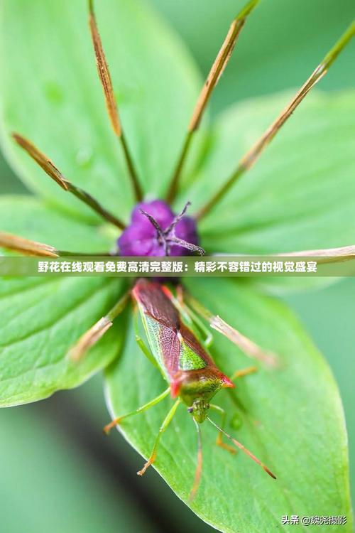 野花视频免费观看高清完整版