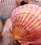 我想吃你扇贝里的水