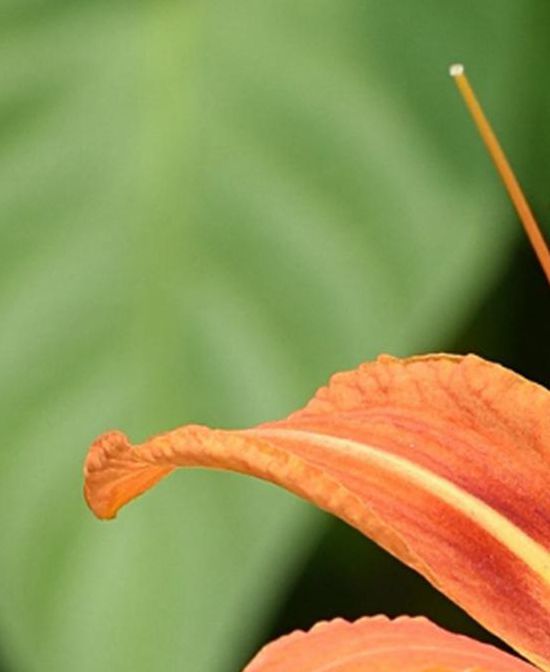 忘忧草.WYC.IA在线