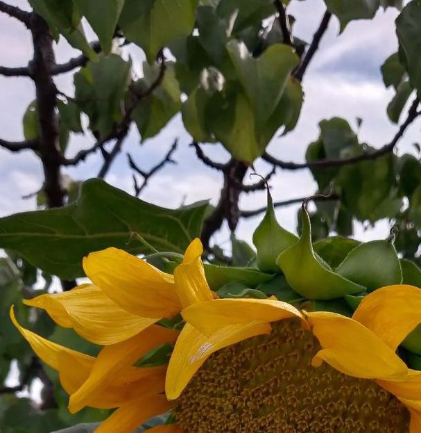 向日葵樱花草莓榴莲芒果