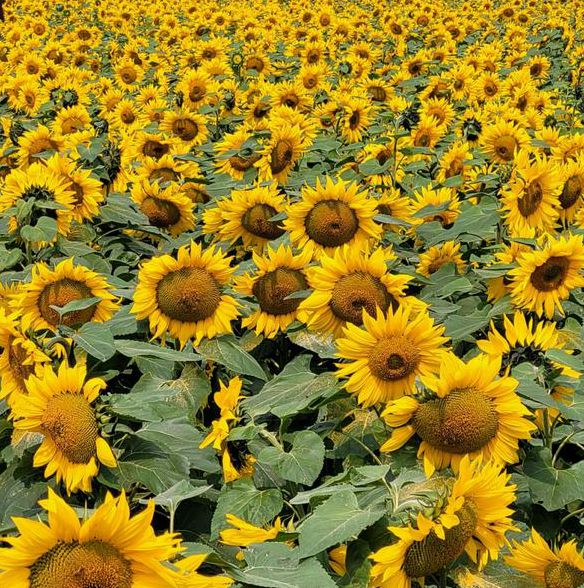 向日葵樱花草莓榴莲芒果