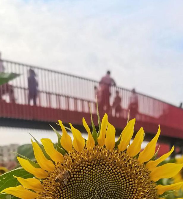 向日葵樱花草莓榴莲芒果