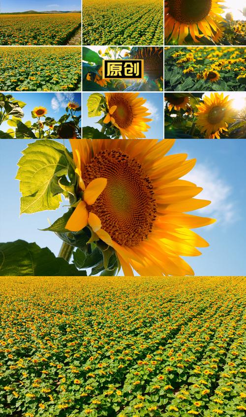 向日葵视频下载