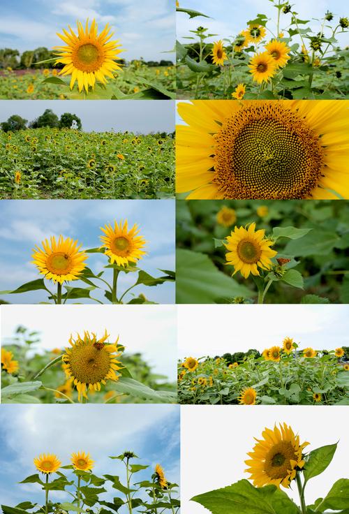 向日葵视频下载