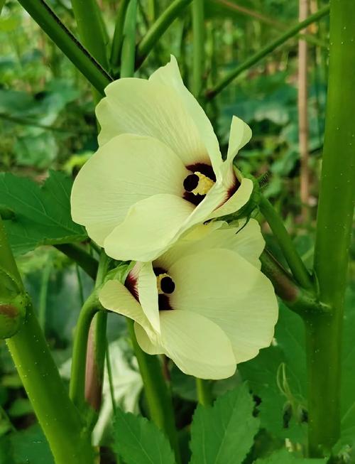 秋葵男的加油站无限版