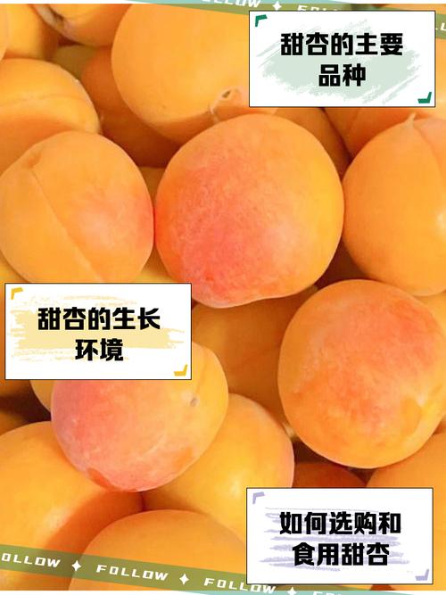 甜杏视频2.0.3解锁版