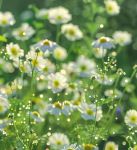 野花社区视频最新资源6