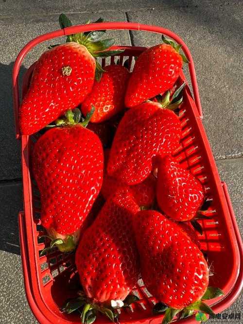 草莓香蕉樱桃黄瓜丝瓜榴莲完整版