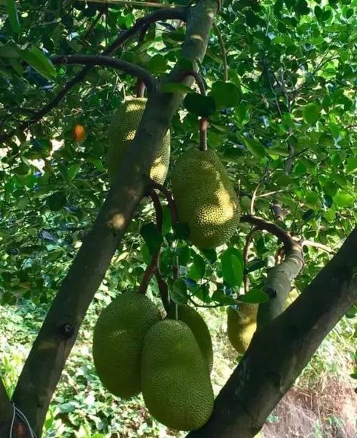 萝菠萝蜜免费视频高清观看