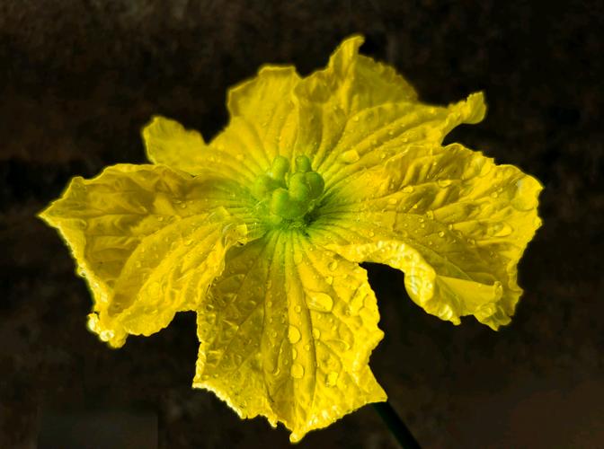 丝瓜视频深夜绽放自已