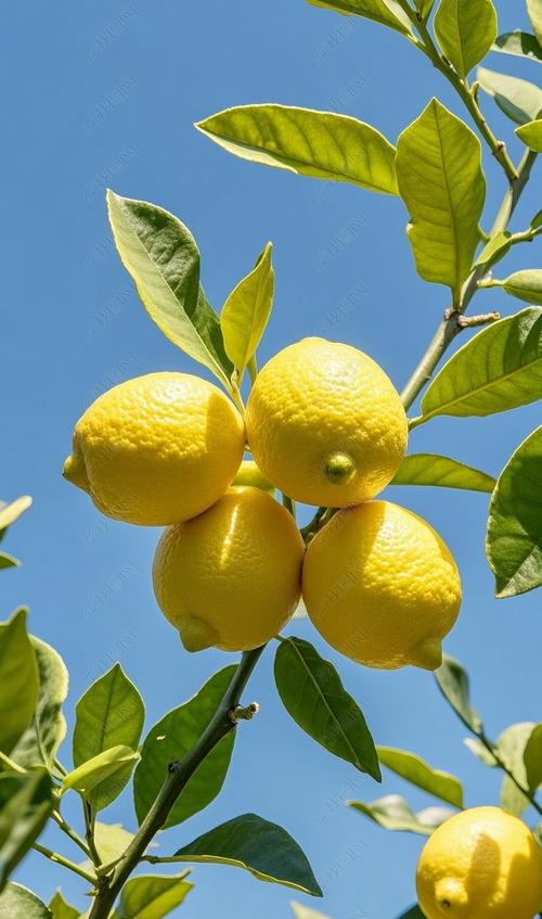 柠檬视频下载安装