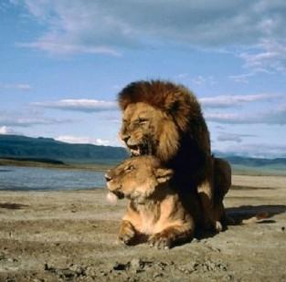 动物世界性行为大全