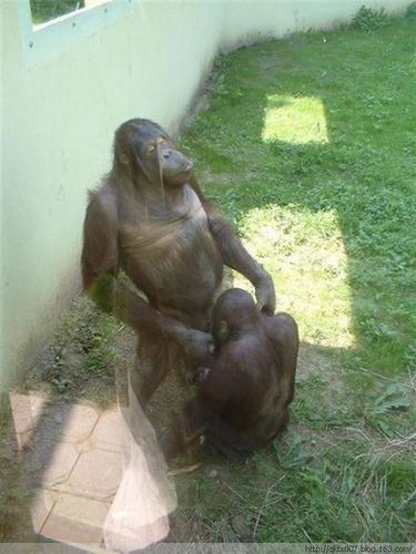 动物世界性行为大全