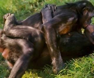 动物世界性行为大全