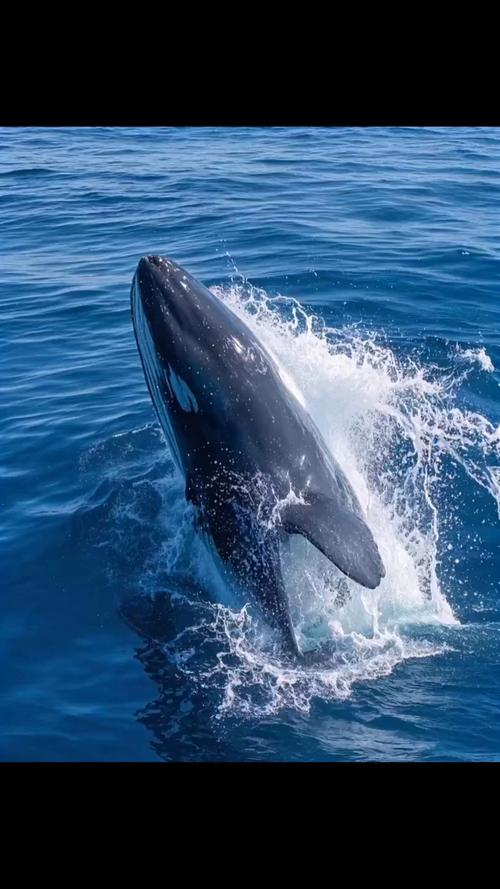 鲸鱼视频在线观看免费