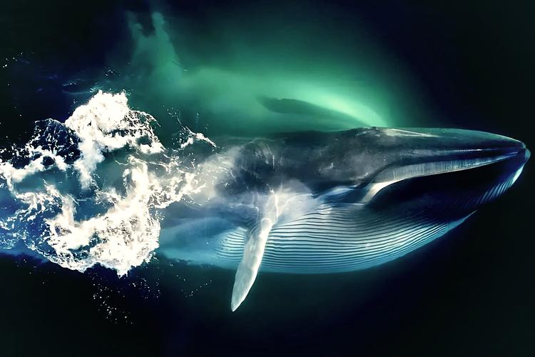 鲸鱼视频在线观看免费