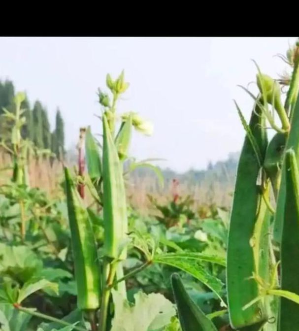 秋葵app下载秋葵官网版免费观看