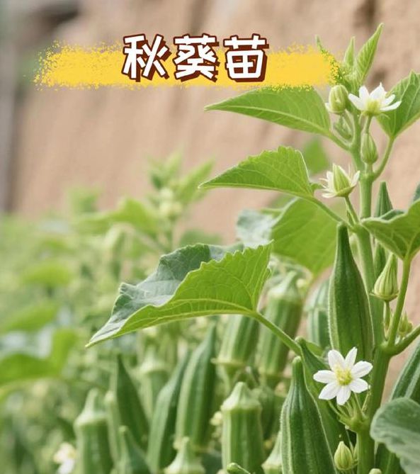 秋葵app下载秋葵官网版免费观看