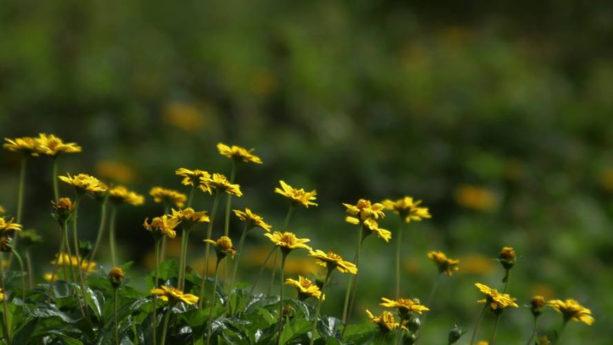 野花视频免费资源