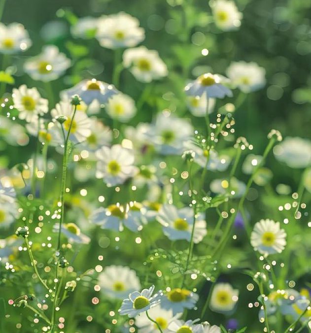 野花视频免费资源