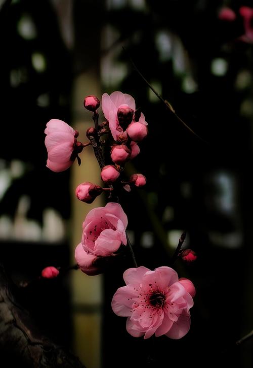 testflight梅花视频