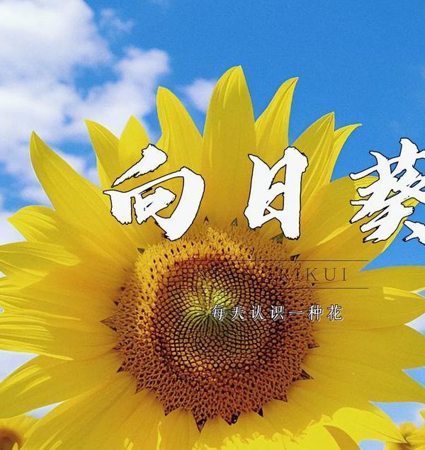 草莓茄子向日葵芭乐唧唧歪歪