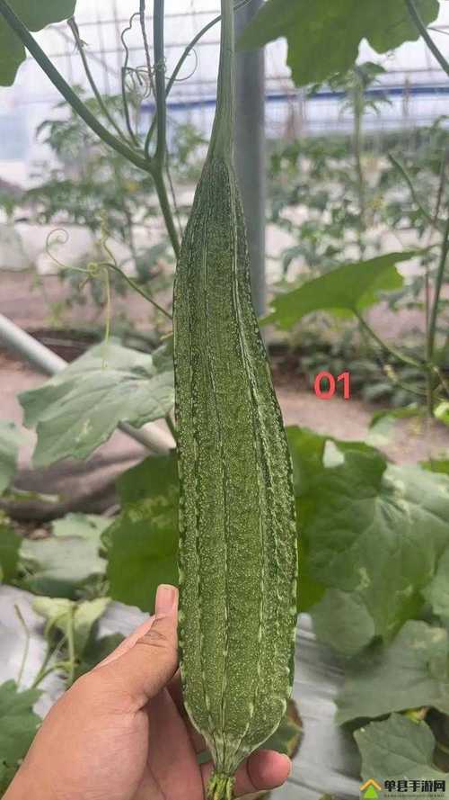 丝瓜黄瓜草莓向日葵秋葵蜜桃解锁版