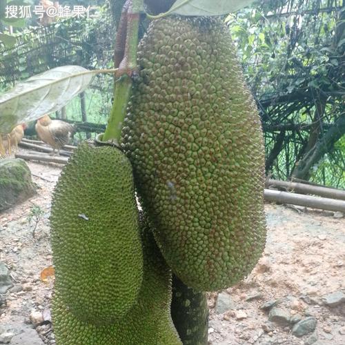 菠萝菠萝蜜免费视频高清观看5