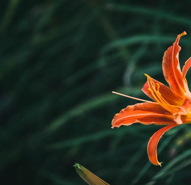 忘忧草视频网高清在线观看
