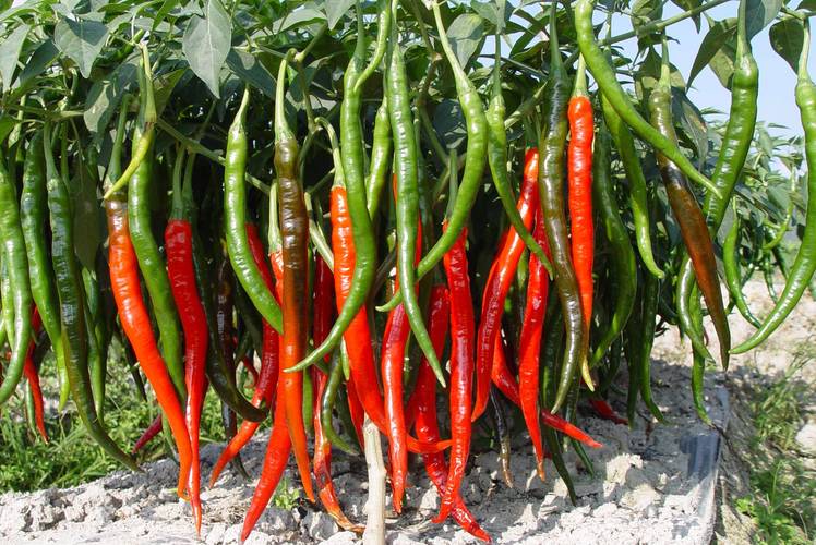 辣椒视频最新版